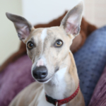 Whippet Wobble sitting on the sofa