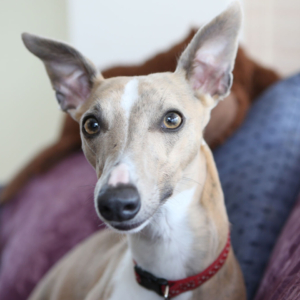 Whippet Wobble sitting on the sofa