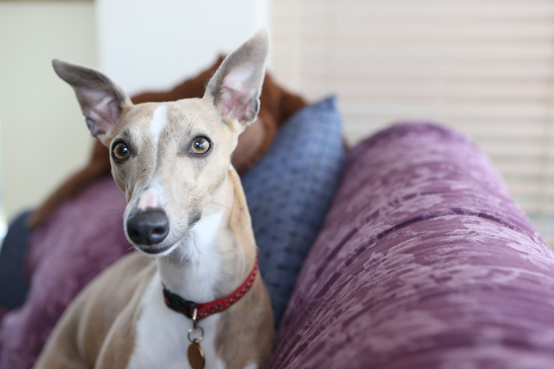 Whippet Wobble sitting on the sofa