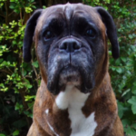 Brindle boxer outside