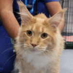Maine coon cat at the vets