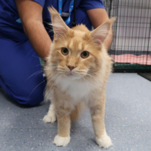 Maine coon cat at the vets