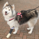 Malamute Husky Cross