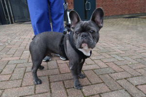 French bulldog