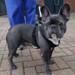 French bulldog