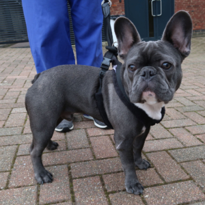 French bulldog