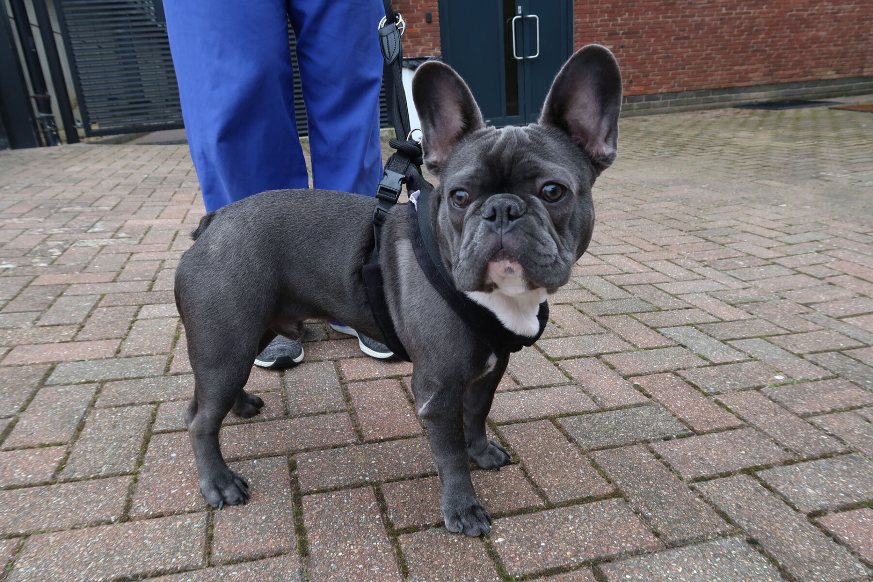 French bulldog