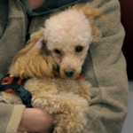 Toy poodle in mum's arms