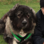 Odin and Noel Fitzpatrick laying on the grass